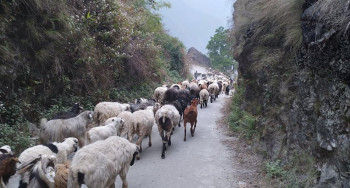 बहुउपयाेगी जनावर भेडा : हिमपातसँगै बेसी झारिएका भेडी गाेठ गर्मी बढेसँगै लेक सारिदै